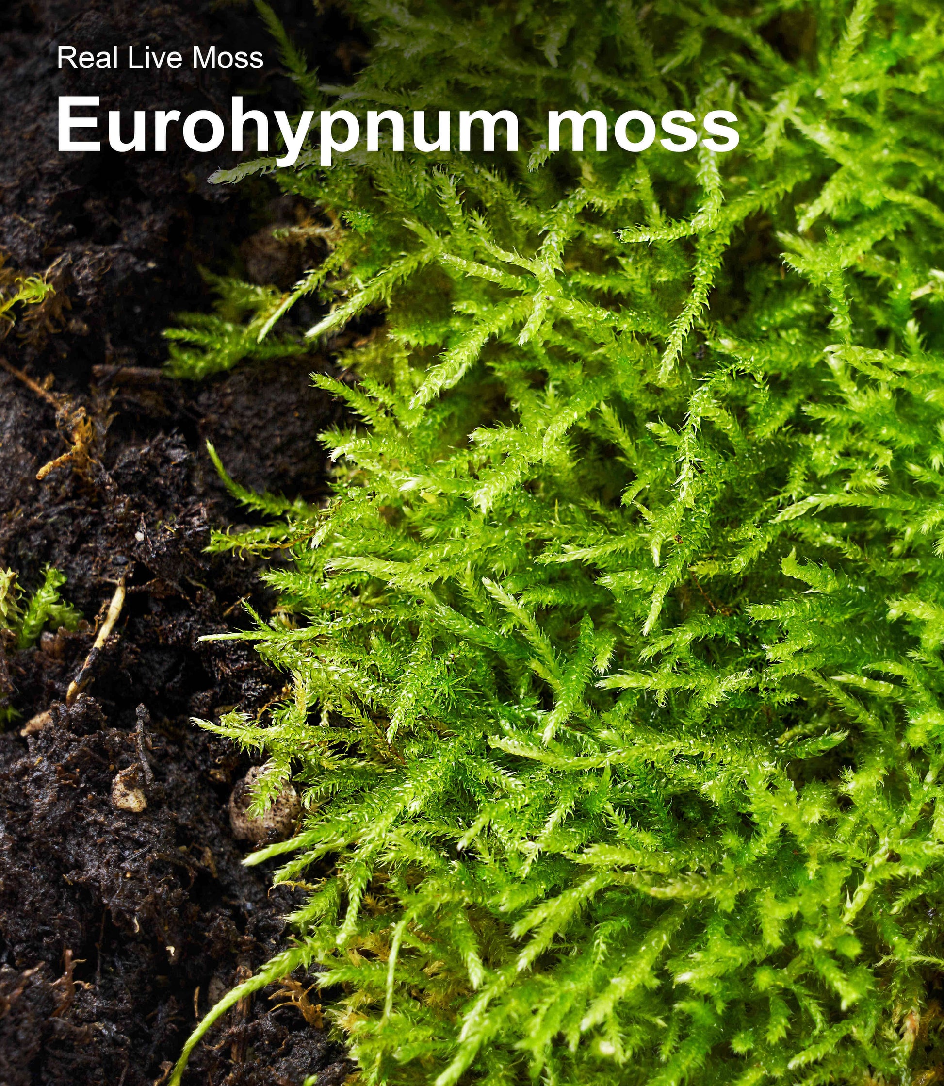 Close-up texture of Eurohypnum live moss showing fine feathery green foliage and natural growth patterns – ideal for terrariums, reptile habitats, and bonsai.