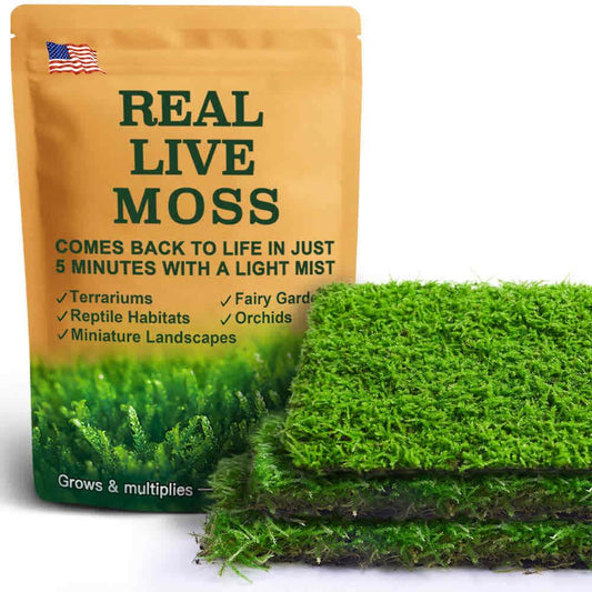 Eurohypnum sheets live moss for terrariums, reptile habitats, and bonsai – vibrant green moss perfect for natural décor and plant projects.