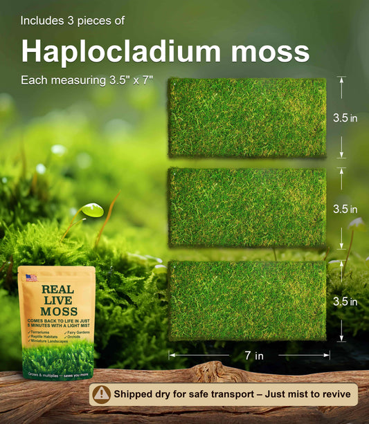 3 pieces of Haplocladium live moss, each measuring 3.5 x 7 inches – lush green moss perfect for terrariums, reptile habitats, and bonsai. Shipped dry for safe transport and revives quickly with mist.