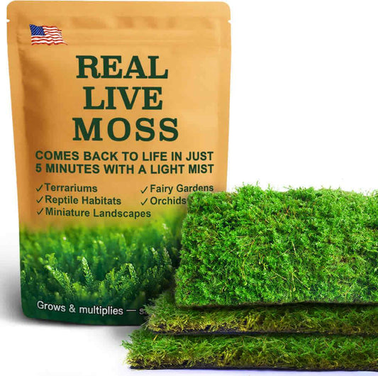 Haplocladium live moss for terrariums, reptile habitats, and bonsai – fine-textured green moss perfect for natural décor and plant projects.