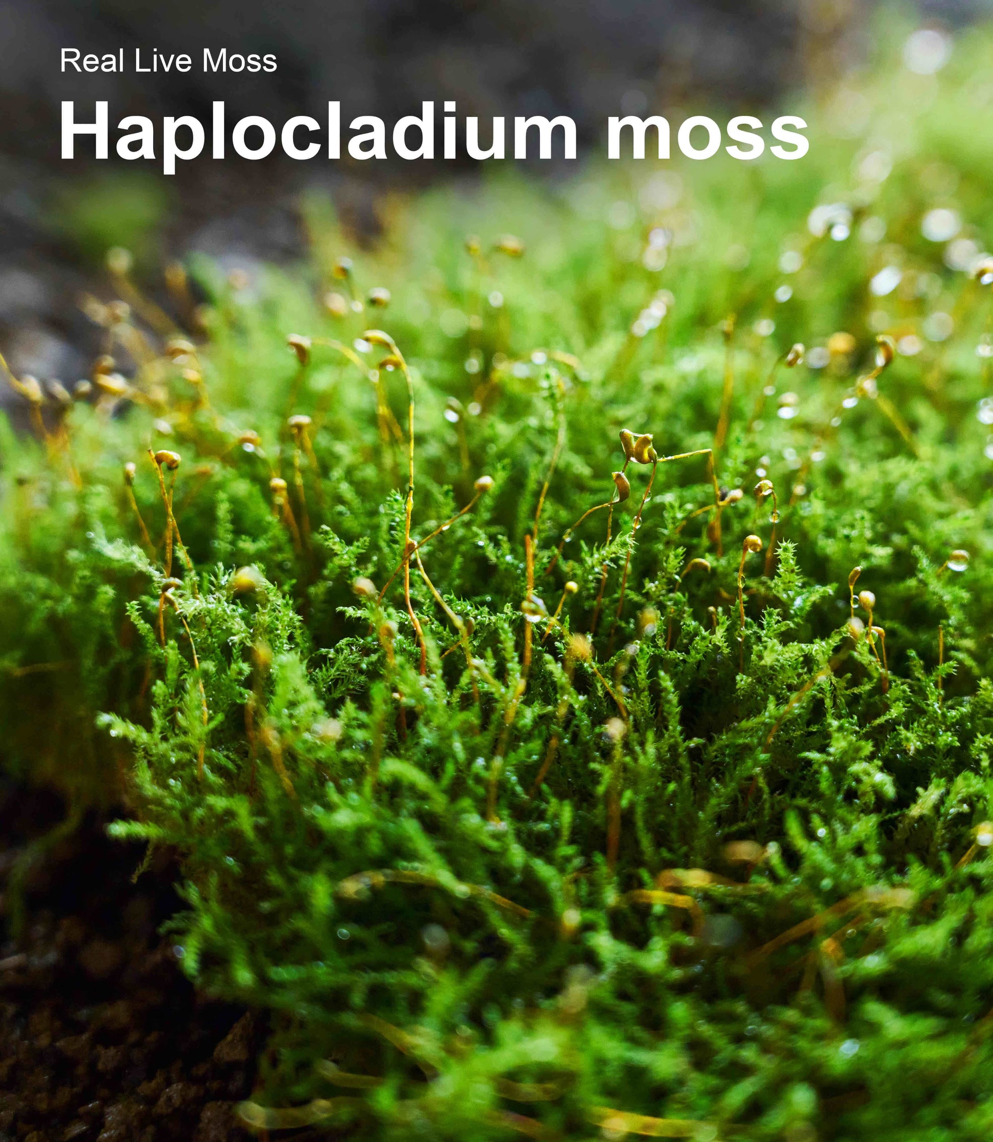 Close-up texture of Haplocladium live moss showing delicate green foliage with sporophytes and natural growth patterns – ideal for terrariums, reptile habitats, and bonsai.