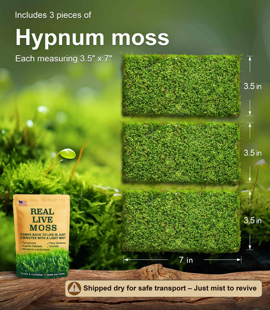 3 pieces of Hypnum live moss, each measuring 3.5 x 7 inches – lush green moss perfect for terrariums, reptile habitats, and bonsai. Shipped dry for safe transport and revives quickly with mist.