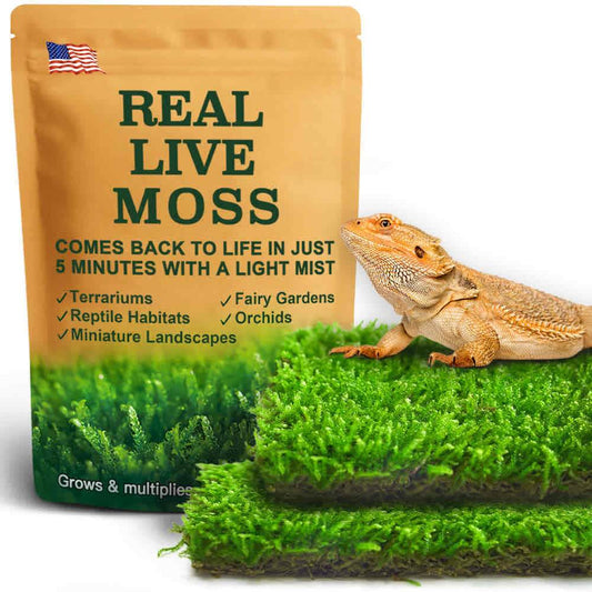 Hypnum sheets live moss for reptile habitats, terrariums, and bonsai – soft green moss perfect for natural décor and plant projects.