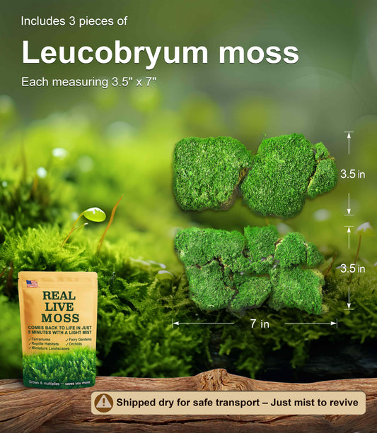 Live Moss – Leucobryum Moss (2 Sheets, Each Approx. 3.5"x7") for Terrariums, Bonsai, Potted Plants & Natural Moss Art – Cushion-Style Texture, Naturally Grown, Reusable, Not Artificial