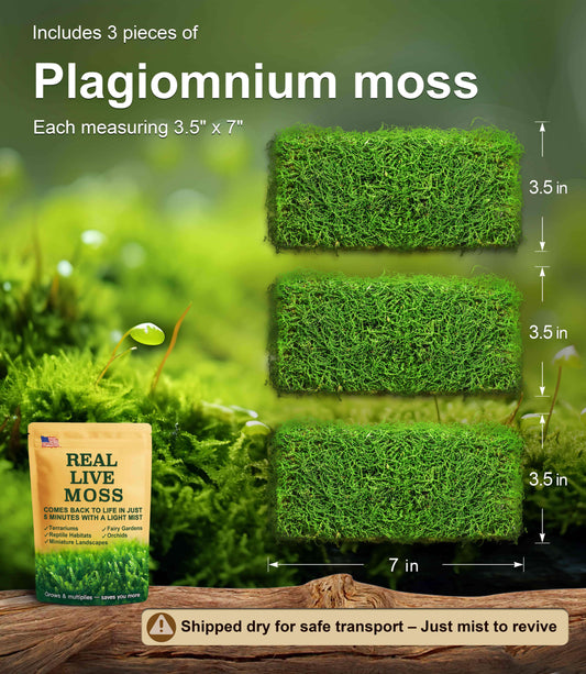 3 pieces of Plagiomnium live moss, each measuring 3.5 x 7 inches – lush green moss perfect for terrariums, reptile habitats, and bonsai. Shipped dry for safe transport and revives quickly with mist.