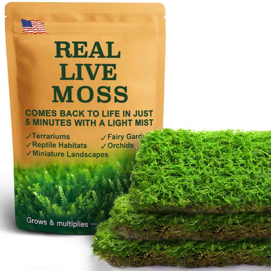 Plagiomnium live moss for terrariums, reptile habitats, and bonsai – glossy green moss perfect for natural décor and plant projects.