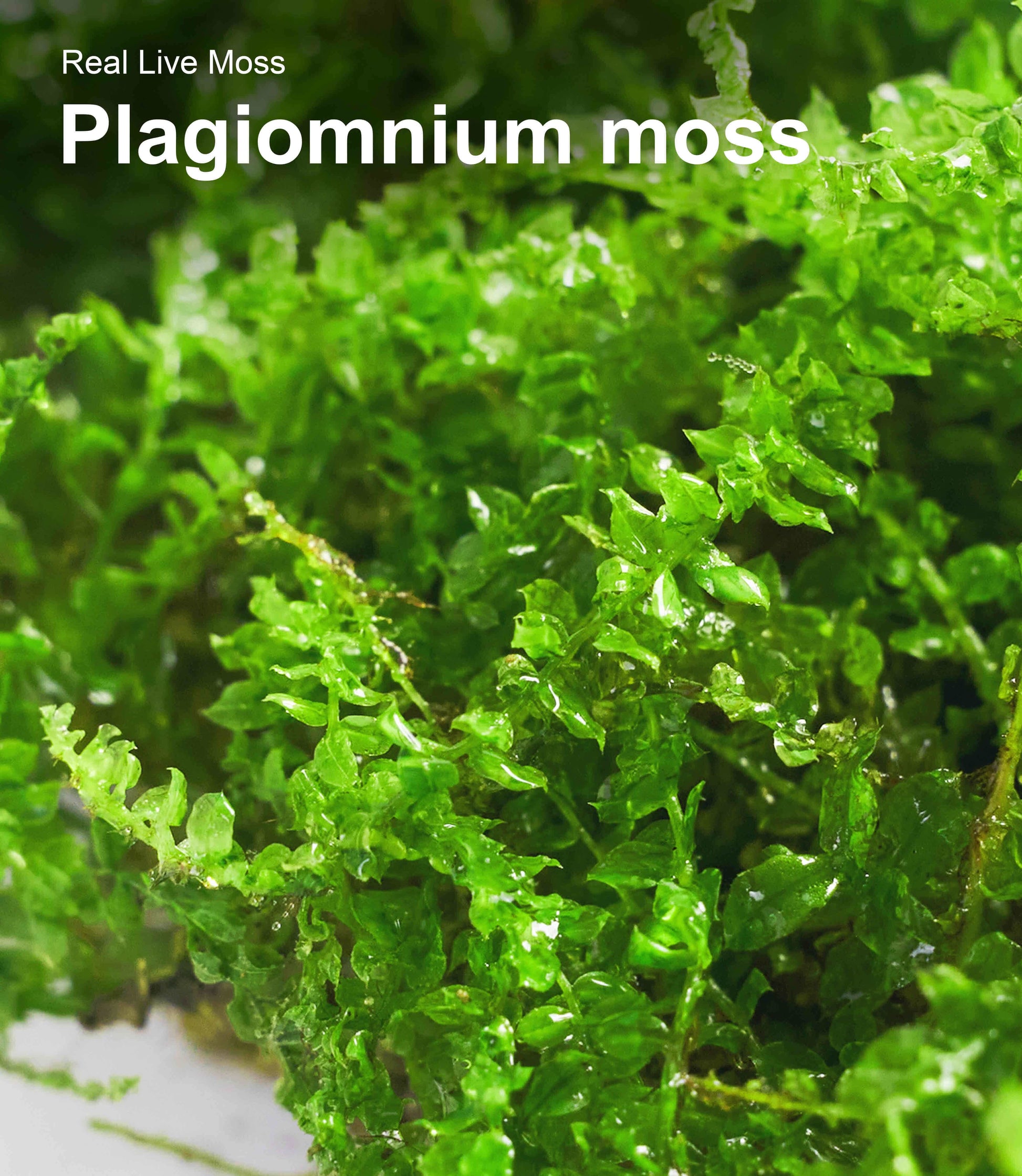 Close-up texture of Plagiomnium live moss showing smooth green leaves and natural growth patterns - perfect for terrariums and paludariums.