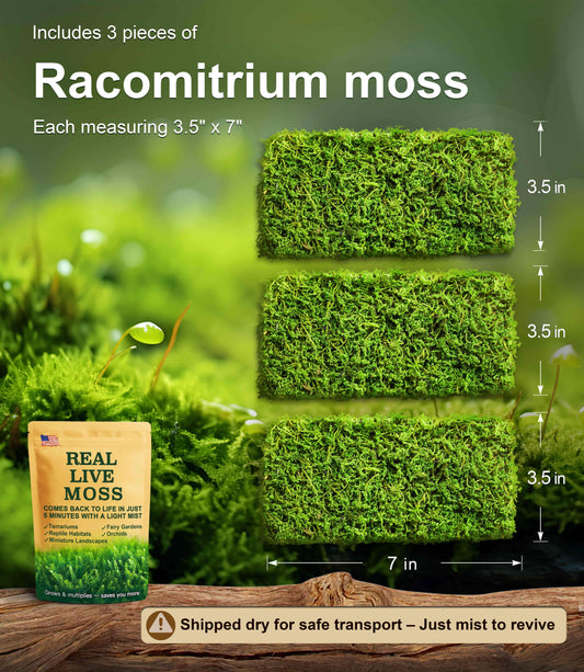 Live Moss –Racomitrium moss (3 Sheets, Each Approx. 3.5"x7") for Terrariums,Bonsai,Moss wall – Naturally Grown, Reusable, Not Artificial