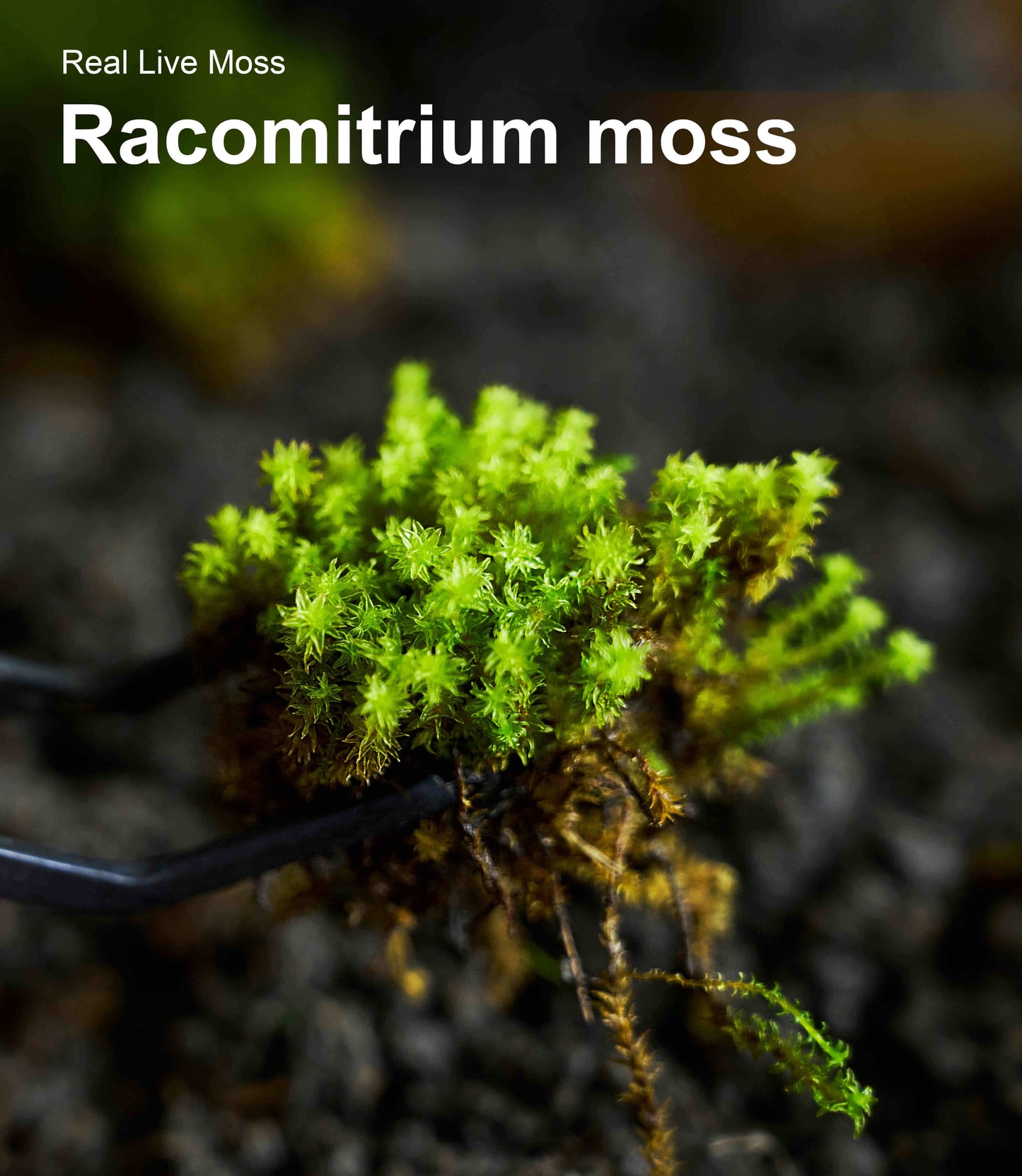 Live Moss –Racomitrium moss (3 Sheets, Each Approx. 3.5"x7") for Terrariums,Bonsai,Moss wall – Naturally Grown, Reusable, Not Artificial