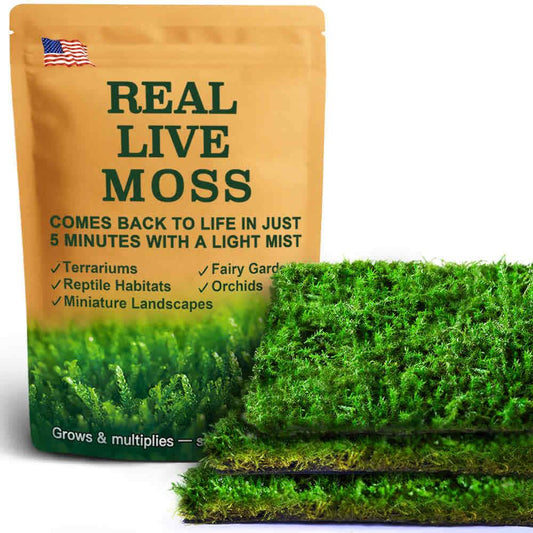 Racomitrium sheets live moss for terrariums, bonsai, and reptile habitats – vibrant green moss perfect for natural décor and plant projects.