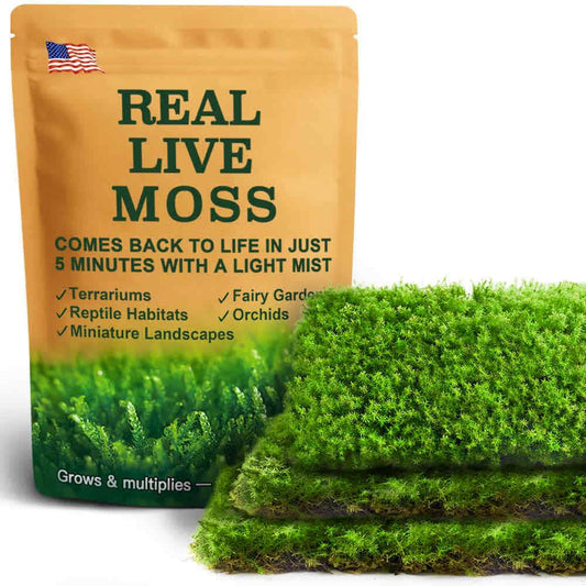 3 pieces of Racomitrium live moss, each measuring 3.5 x 7 inches – lush green moss perfect for terrariums, reptile habitats and bonsai. Shipped dry for safe transport and revives quickly with mist.
