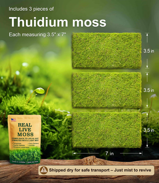 3 pieces of Thuidium live moss, each measuring 3.5 x 7 inches – lush green moss perfect for terrariums, reptile habitats, and bonsai. Shipped dry for safe transport and revives quickly with mist.