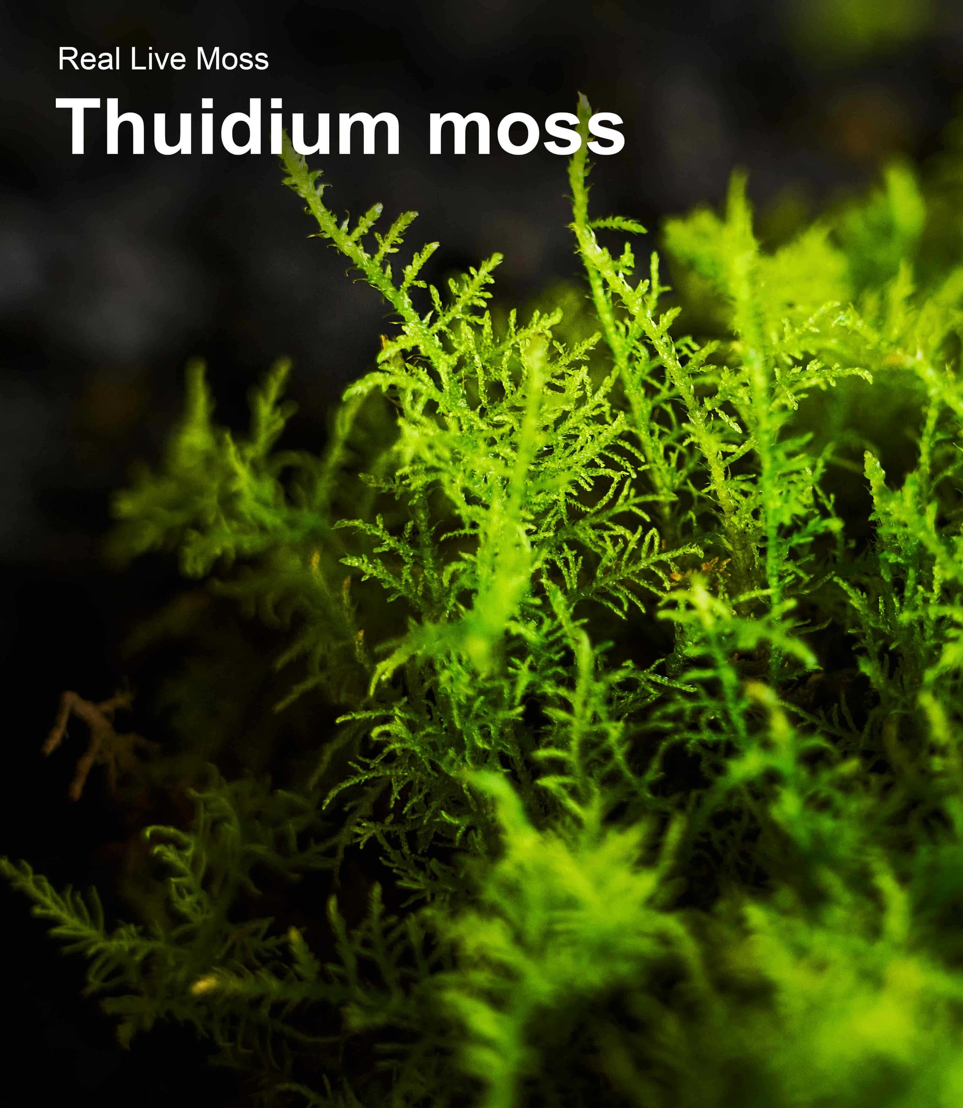 Close-up texture of Thuidium live moss showing delicate feathery green leaves and natural growth patterns – ideal for terrariums, reptile habitats.