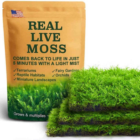 Thuidium sheets live moss for terrariums, bonsai, and reptile habitats – feathery green moss perfect for natural décor and plant projects.