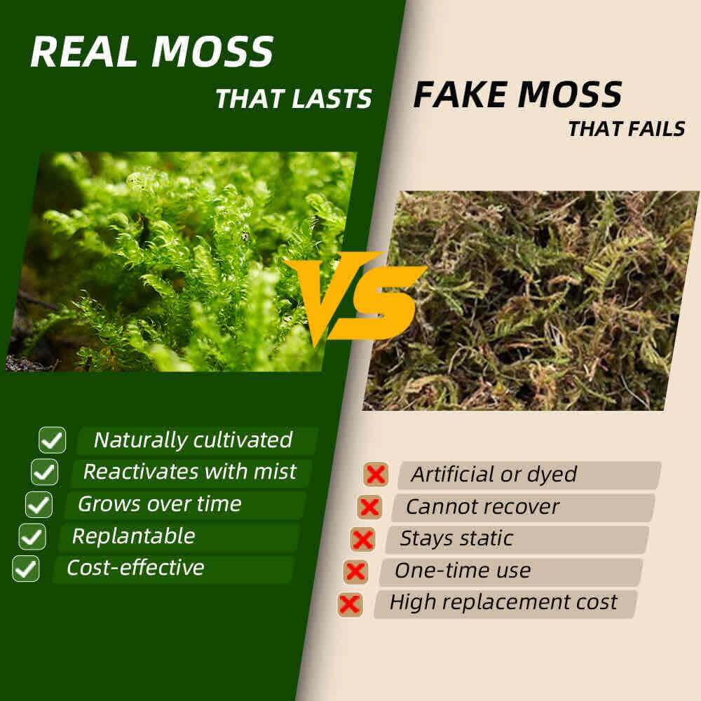 Side-by-side comparison of live moss vs fake moss – highlighting real moss benefits like natural growth, mist reactivation, and replantability